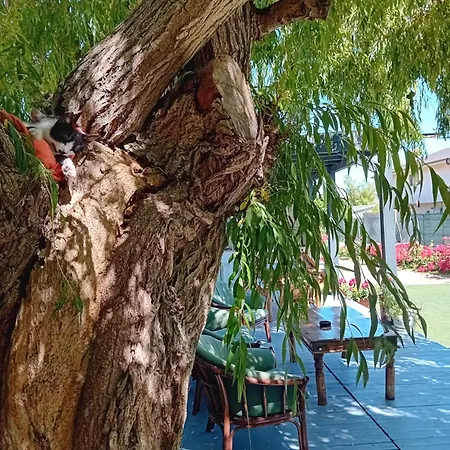 بيت ضيافة Casa Rustica Năvodari